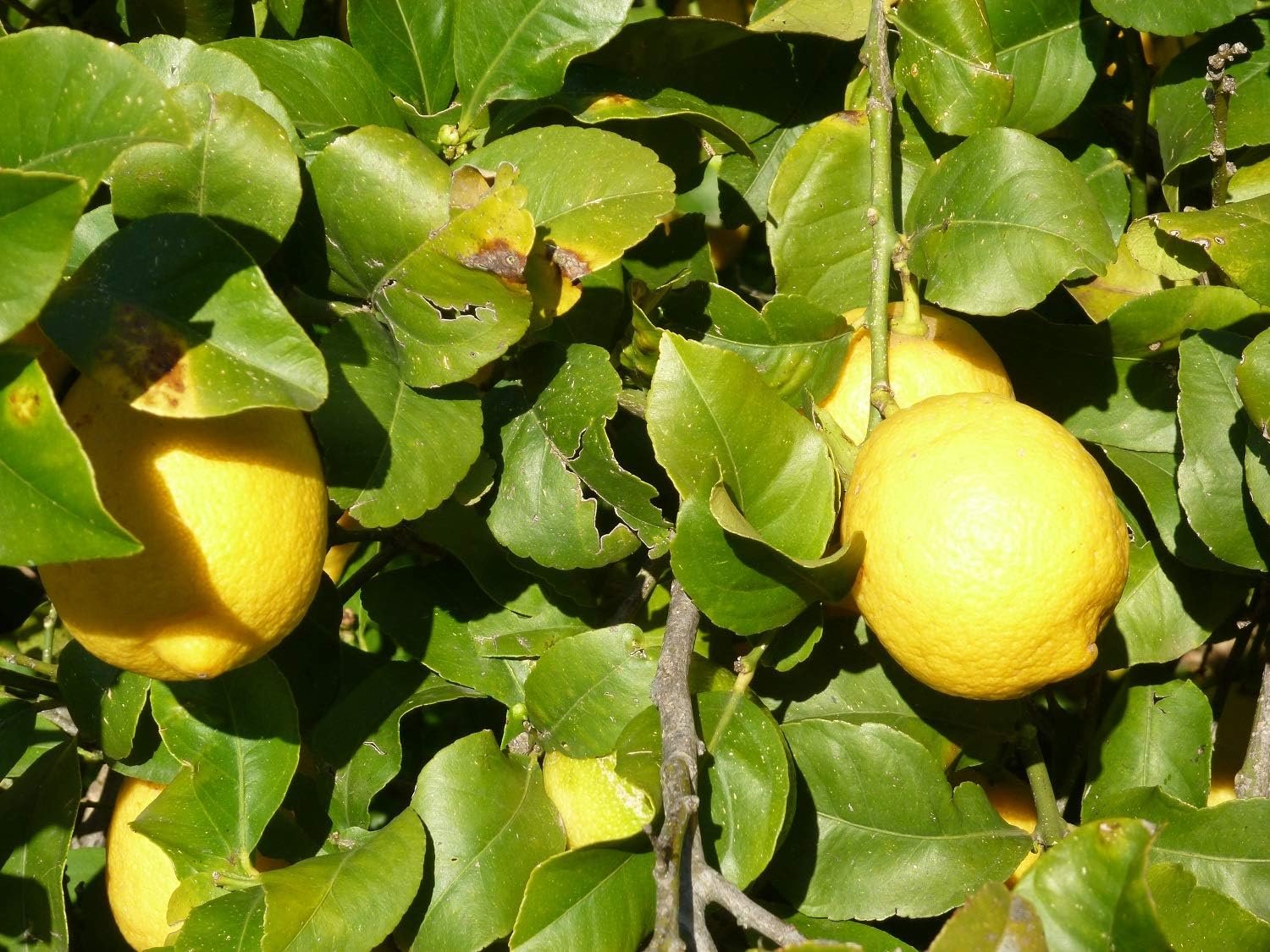 cawston press cloudy apple pressed juice, 1 l, pack of 6 cawston press cloudy apple pressed juice, 1 l, pack of 6